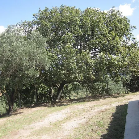 Vaiana Maida